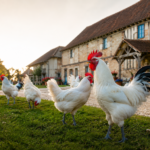10 bonnes raisons d&rsquo;acheter autour de Bourg-en-Bresse